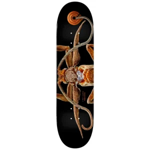 Powell Peralta Biss Marion Moth Skateboard Deck 8.25"